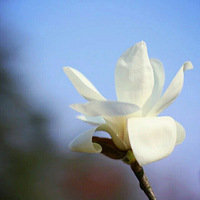 Իݲ޷ֵİ֮һ