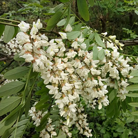 ����������1����ܳ�һ�εĻ������ӣ���ζŶ