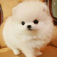 ��һֻ��������