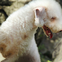 ����ٱ����ڳɳ�����Ҫ̫�ɰ�Ӵ����