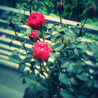 һ�仨��Ҳ��һ������