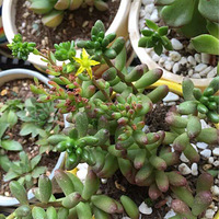 ��֮�񿪻���