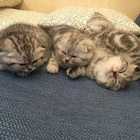 ���ɳ���