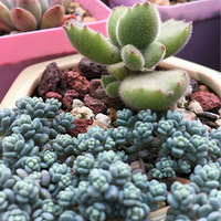 �ɰ�����ͯ��