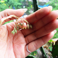 ɹ���������⣺���� ��¶ ��˿