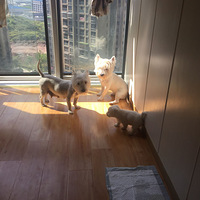 ����¼�������ߵ��Ƕ�ħҲ����ʹ