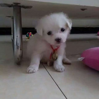 ��ͷ�������Ǽҿɰ���С����