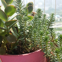 ������������ɹɹ����