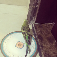 �Ҹ��ķɰɡ�