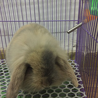 ��������������ȴ�����һֻ