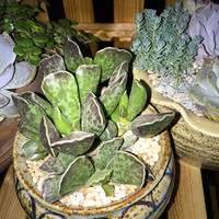 ƽ�����İ�