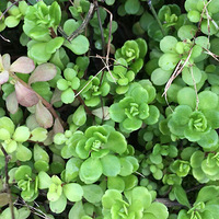 ��С�һｼ��