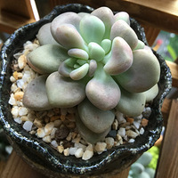 ͣ��������