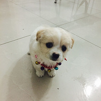 ����С����