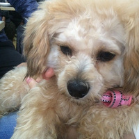 ���˹��������μ�