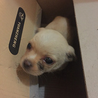 ��������С�������Ѹ�������������ڻ���֪ʶ����������