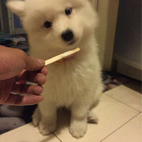 ����һֻ��Ħmm���ҽ�milan��