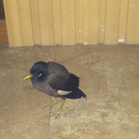 ��������С����