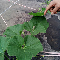 ��«�ޣ���«�ޣ�һ�������߶仨���ö�ĺ�