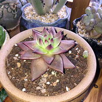 ������Ҳ�޸��⡣