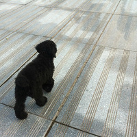 ���ڵȵ��Լ���С�޹������   ���뷢���Ӽ���