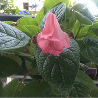 ��ȥ�������죬�ؼҷ��ּ���һƬ������Ȼ��