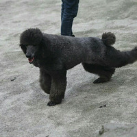 �޹������˲��ò�����Ȯ��