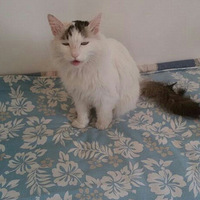 ����Ʊ ����Ʊ ����Ʊ ��Ҫ����˵����