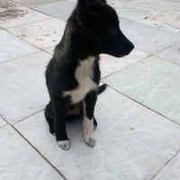 �Լ����ĺ�ɫ����С��������