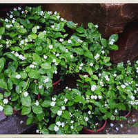 �������һ��..��͵Ļ���