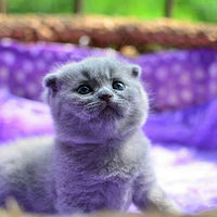 �Ҽҵ�С������