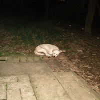 �����˵�ëС��Ѱ��