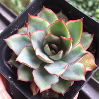 ��С��������������