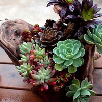 ҵ�మ�ã��ҵĶ���ֲ��