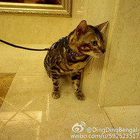 ����λ˧���������Ӱ���