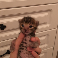 ���޿�����