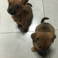 �л���԰Ȯ������