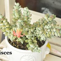 2016����ĳ���