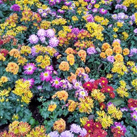 ����ͼƬ�������ھ����������ƺ÷����԰��