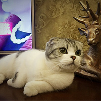 �Ҽҵ�����mika���˼��˰���������