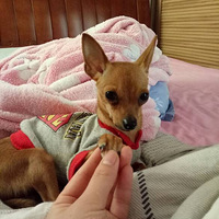 �����������������Ҫ����