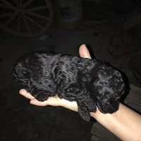 ɹɹ�Ҽ���ϲ����