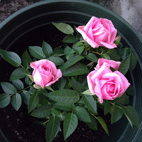 ����õ�填