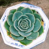 ɹɹ���Լ����Ļ�ƿ��