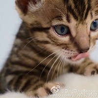 ��Ʀ˧Ʀ˧�Ĵ�����