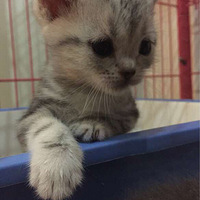 С�����Ǹ�������һ��Ư���������ɳ�������