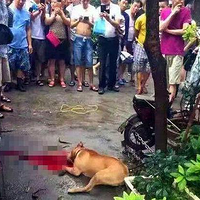 ������Ȯ����˺ҧ���ˣ����ս���Ȯ�֣��Ժ�����Ƶ��ߡ�