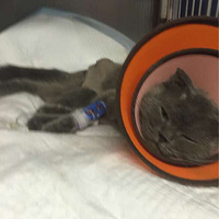 ���˹�ͷ�����ͱ��˸�è