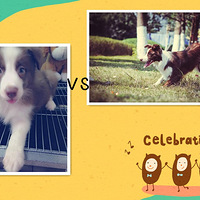 ��¶�Ҽ��Ļ�Dog�ĳɳ�֮·��