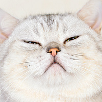 �Ҽҷ�è��������